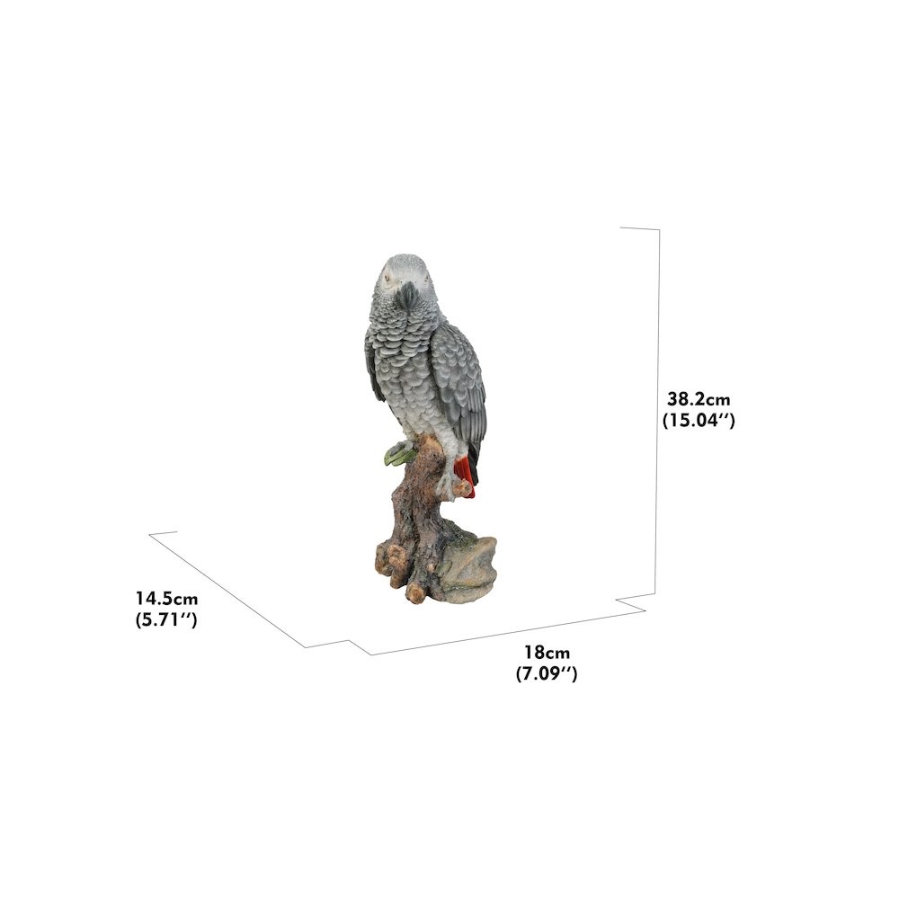 Grey Gabon Parrot On Stump. Picture 3
