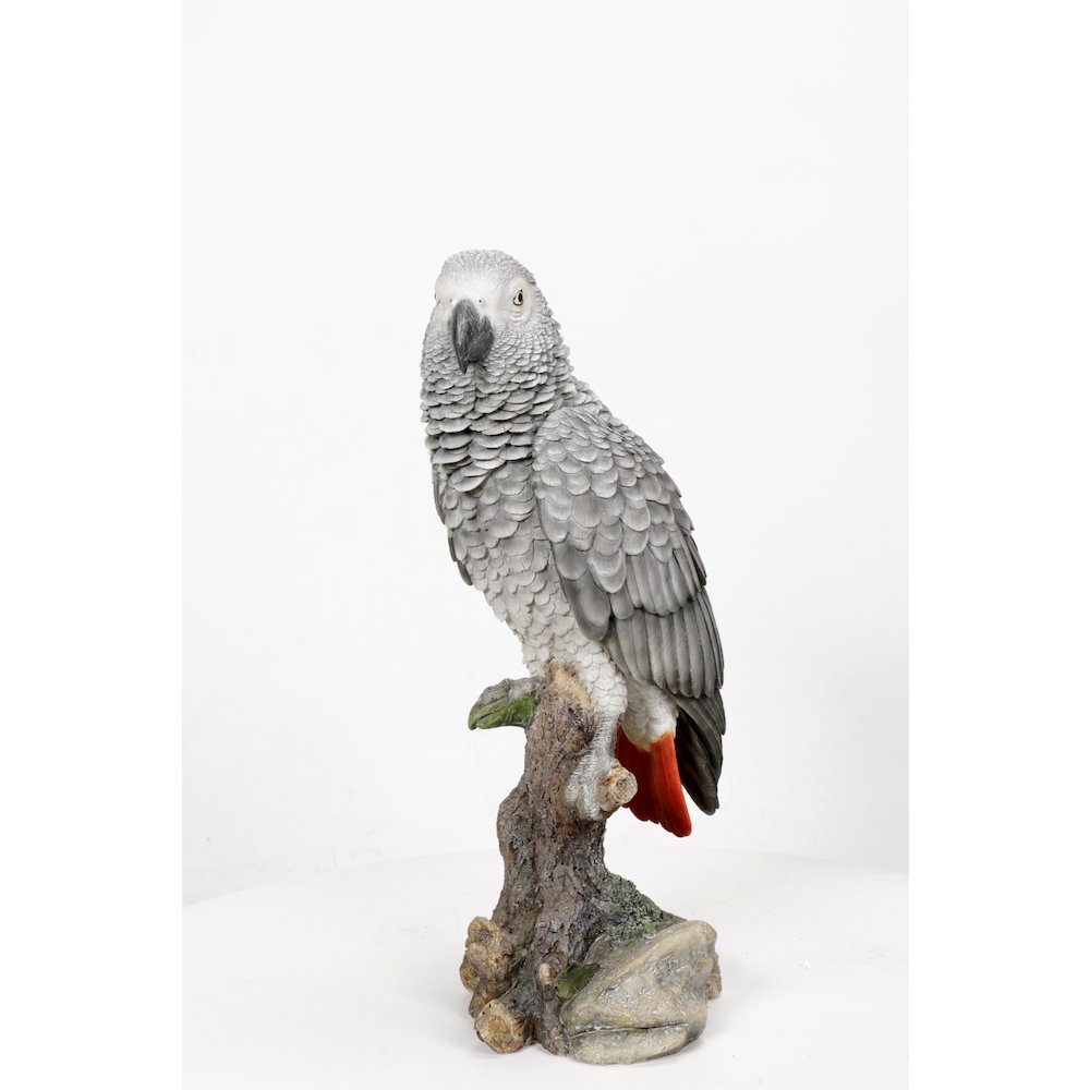 Grey Gabon Parrot On Stump. Picture 9