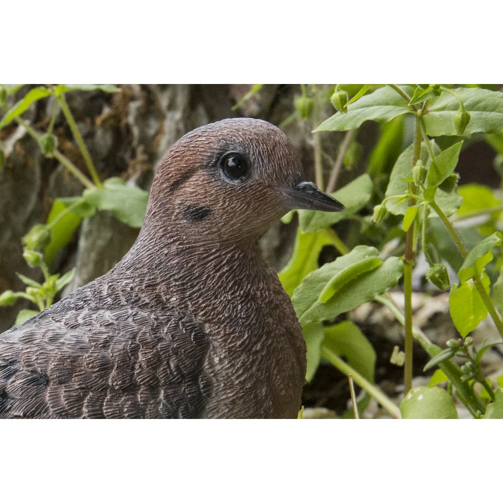 Mourning Dove On Grass Garden Statue. Picture 4