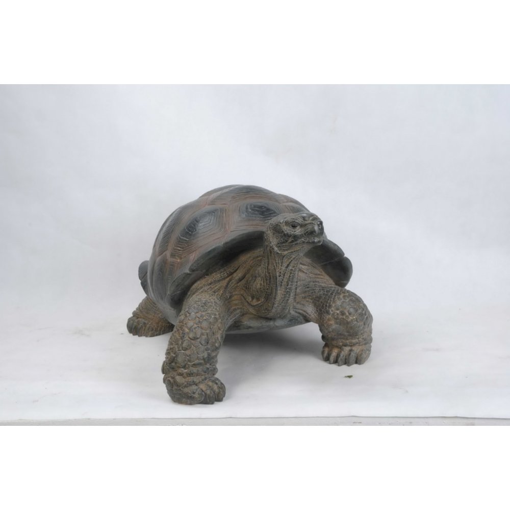 Xl Tortoise. Picture 3