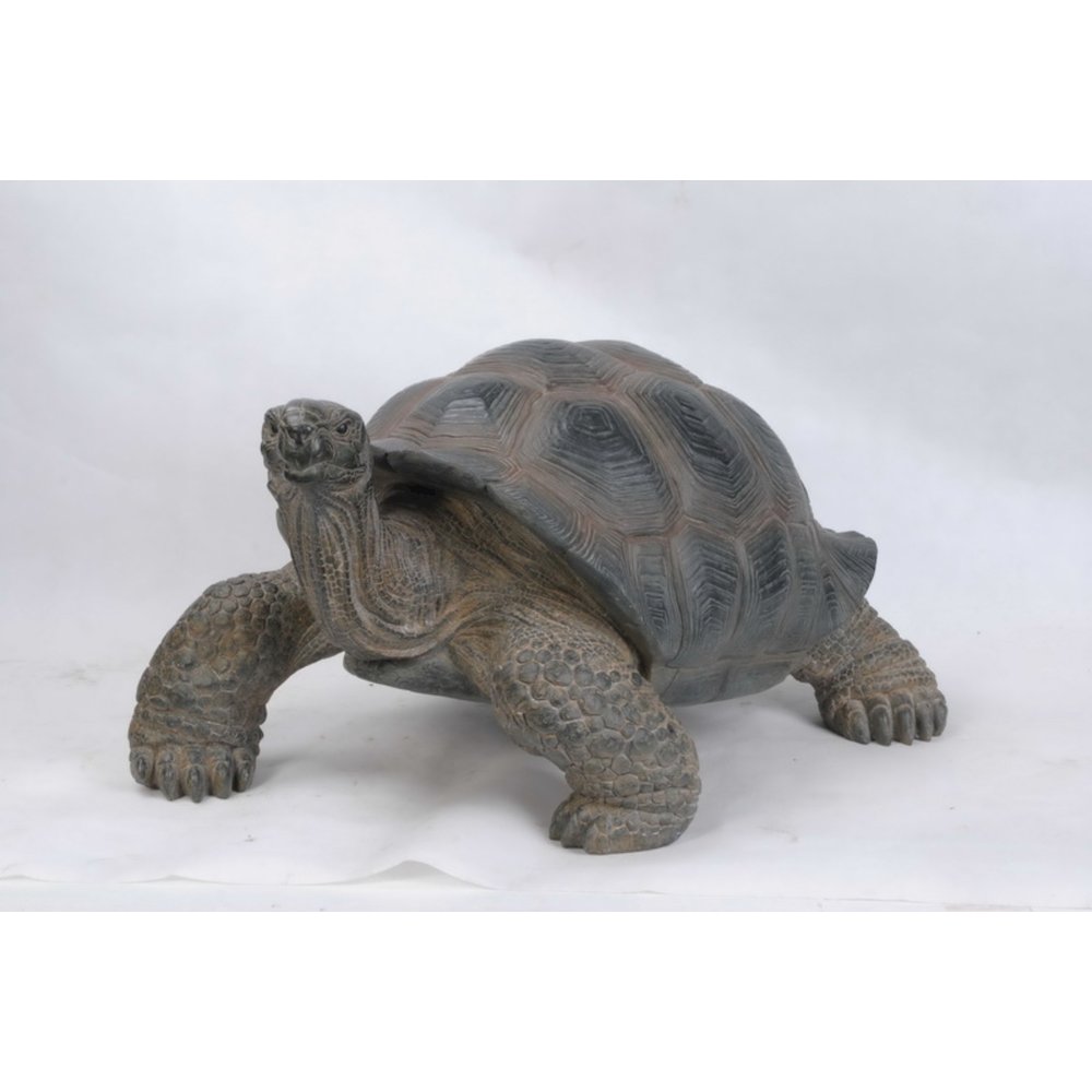 Xl Tortoise. Picture 2