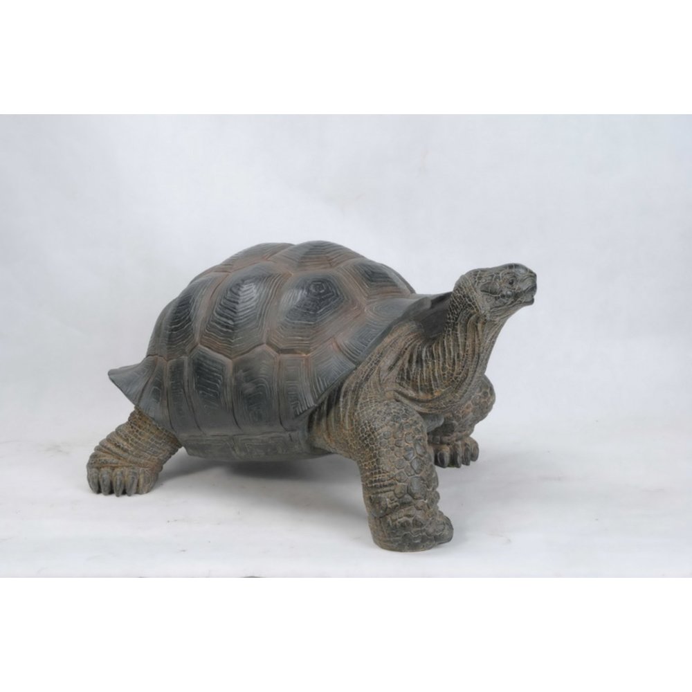 Xl Tortoise. Picture 1