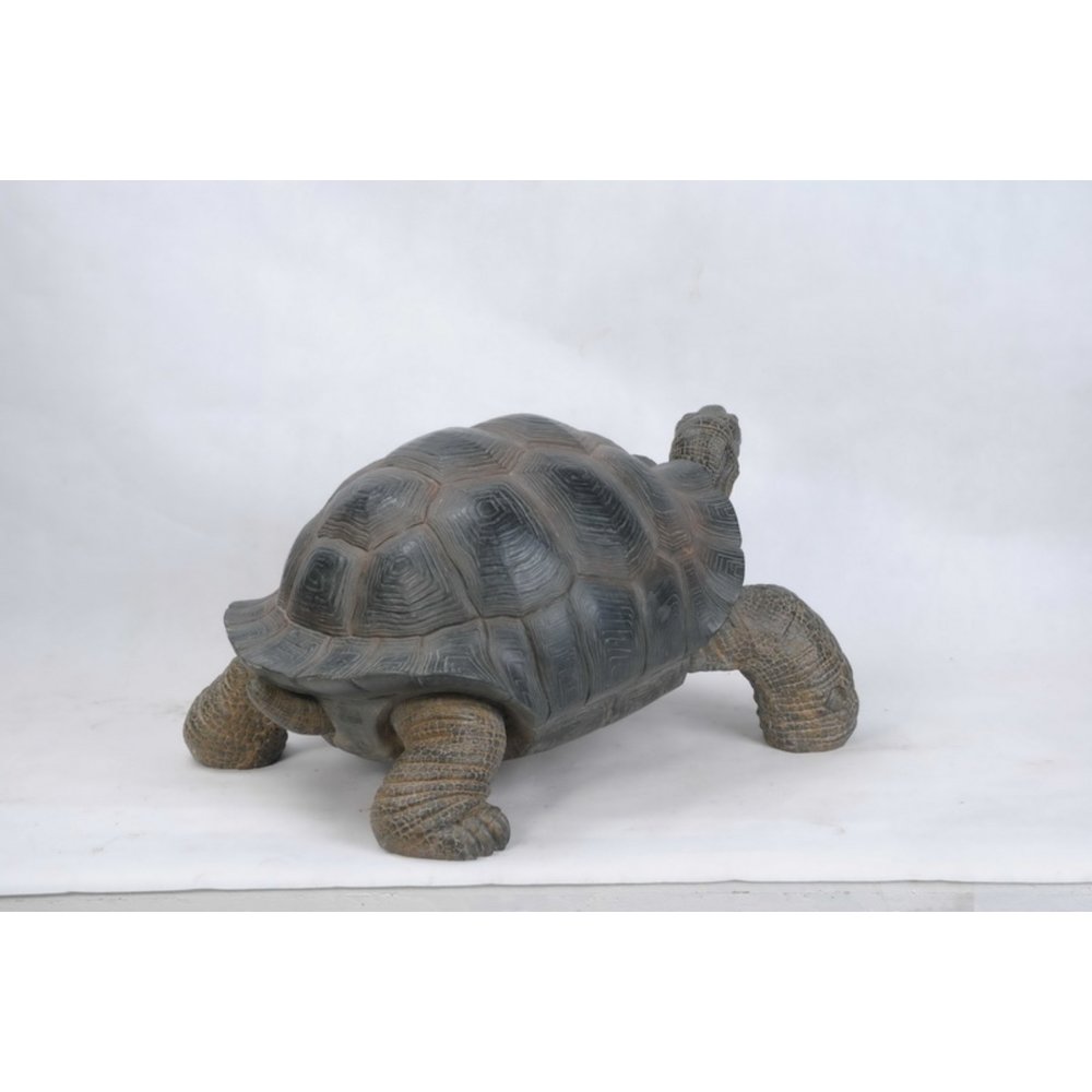 Xl Tortoise. Picture 4