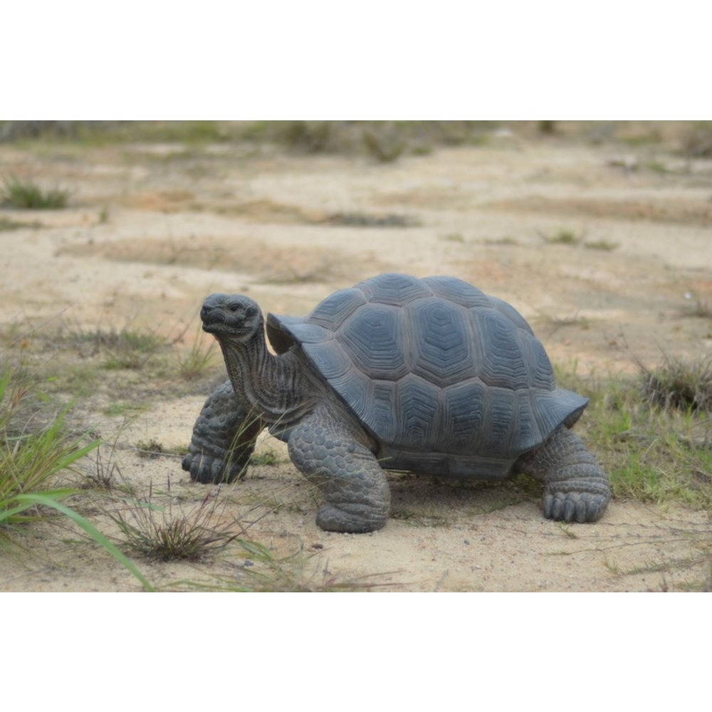Xl Tortoise. Picture 5