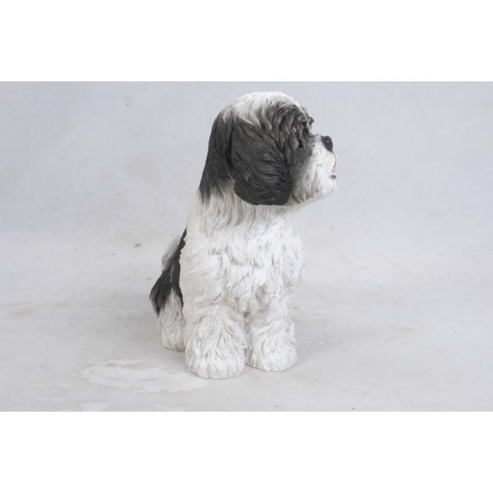 Sitting Shih Tzu. Picture 3