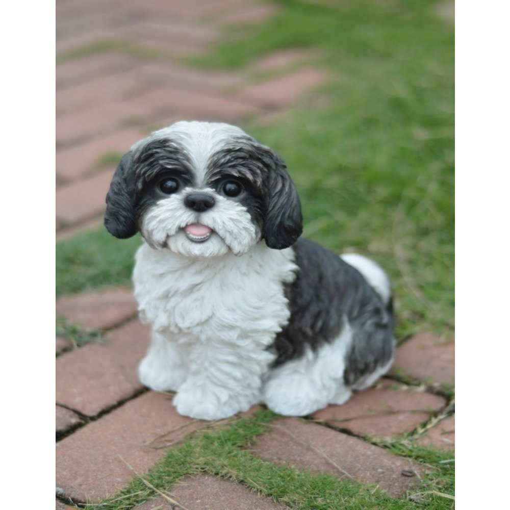 Sitting Shih Tzu. Picture 4
