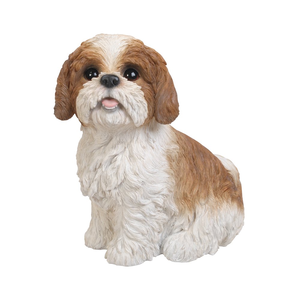 Brown & White Shih Tzu Sitting. Picture 2