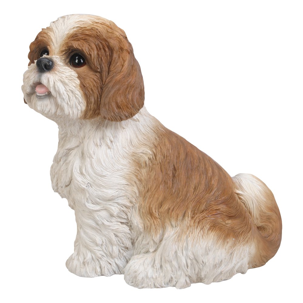 Brown & White Shih Tzu Sitting. Picture 1