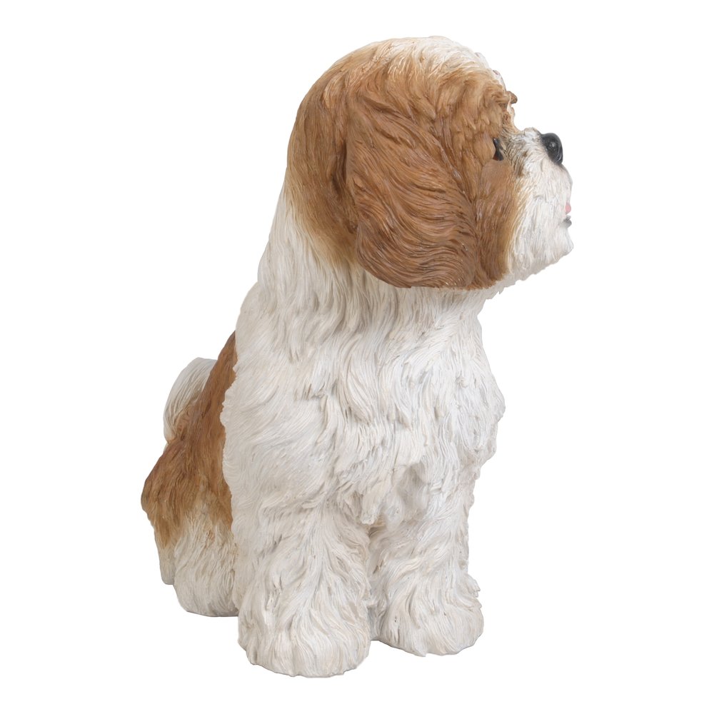 Brown & White Shih Tzu Sitting. Picture 3