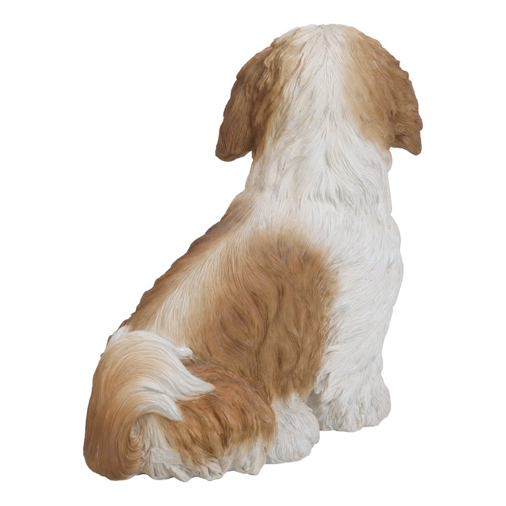 Brown & White Shih Tzu Sitting. Picture 4