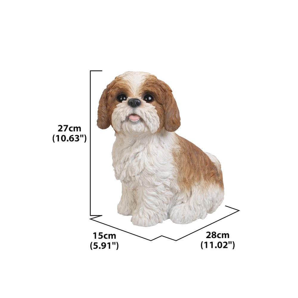 Brown & White Shih Tzu Sitting. Picture 5