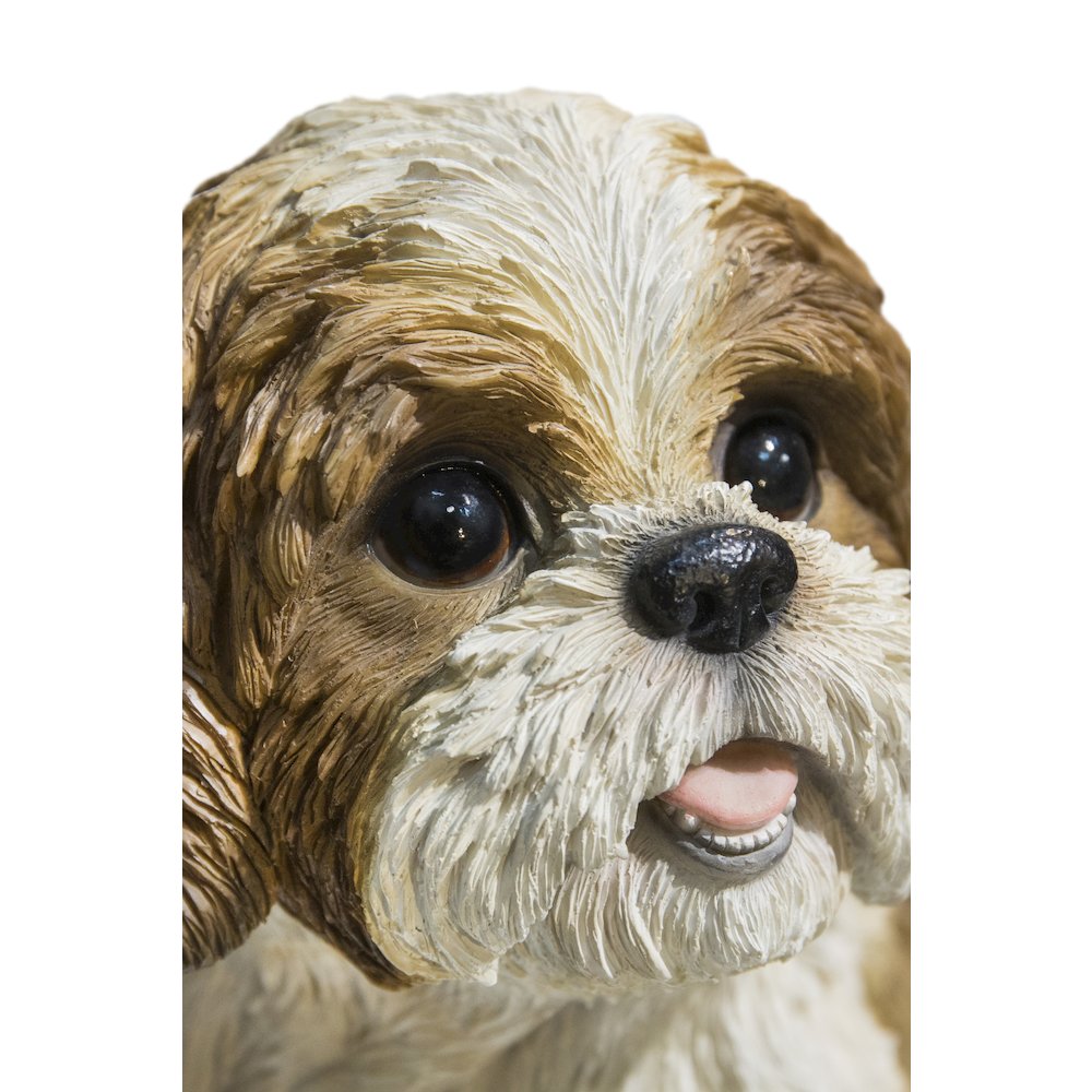 Brown & White Shih Tzu Sitting. Picture 6
