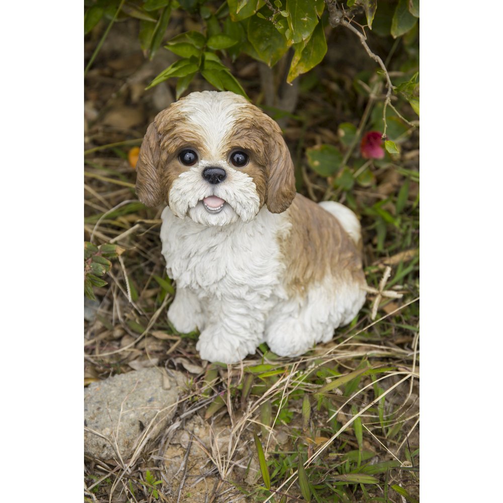 Brown & White Shih Tzu Sitting. Picture 7