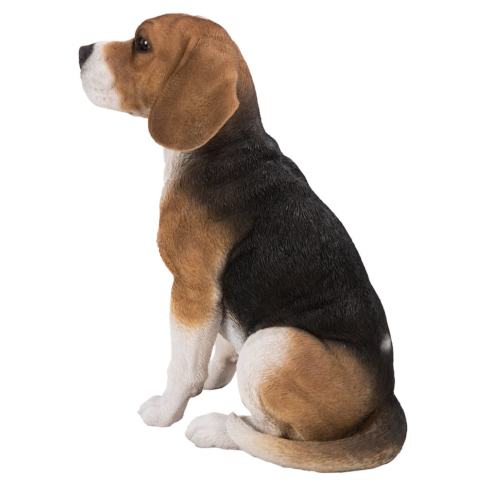 Beagle Dog Sitting. Picture 4