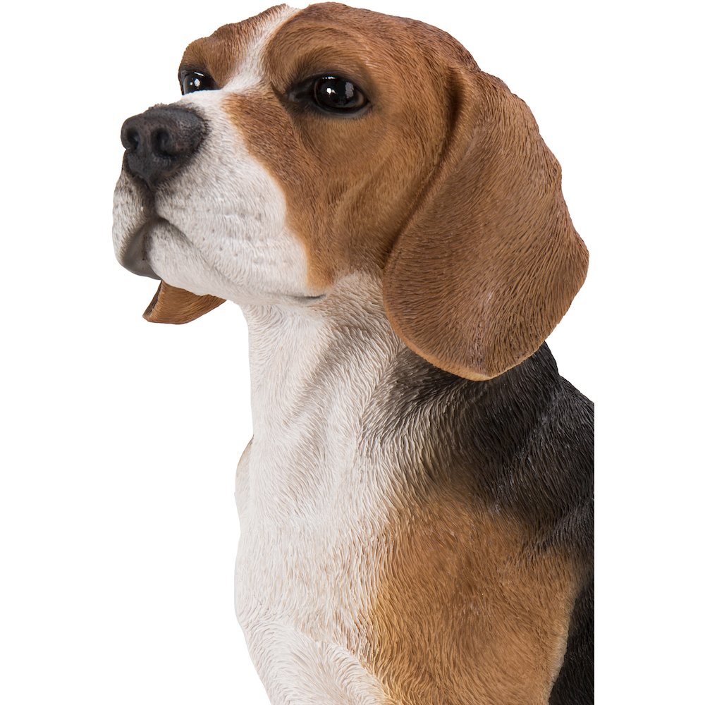 Beagle Dog Sitting. Picture 6
