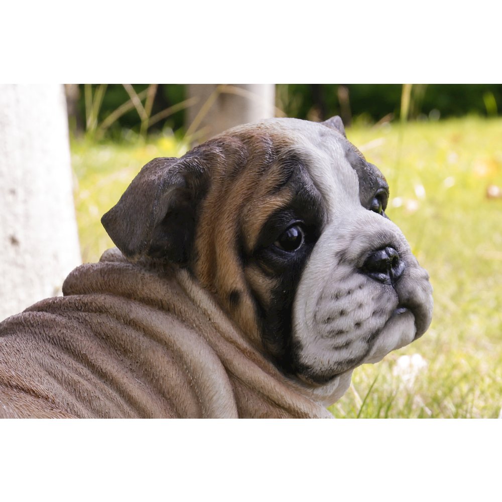 Lying Bulldog Pup. Picture 6