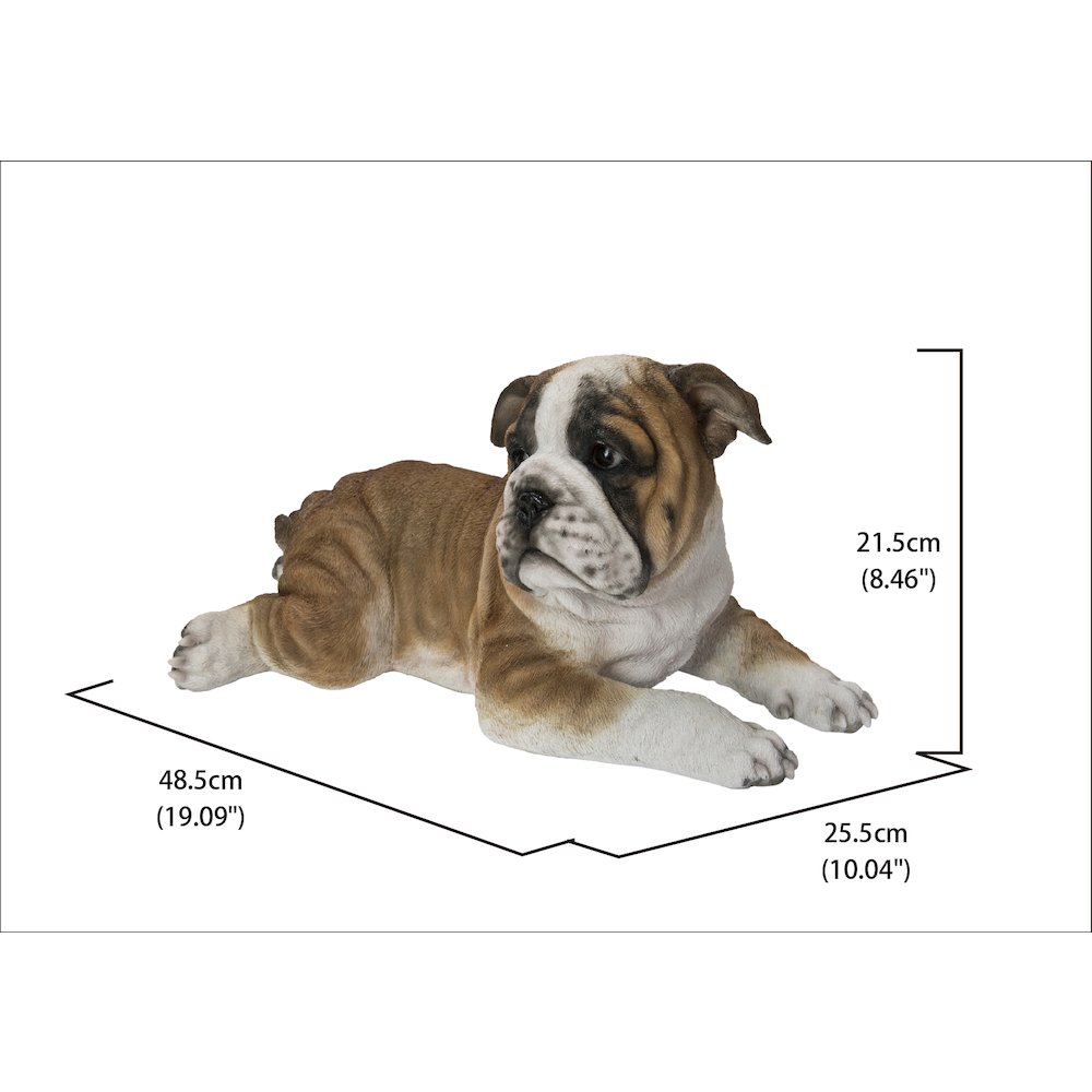 Lying Bulldog Pup. Picture 5