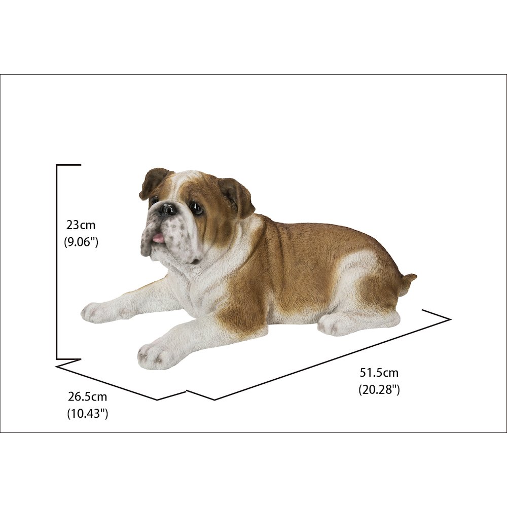 Lying Bulldog. Picture 5
