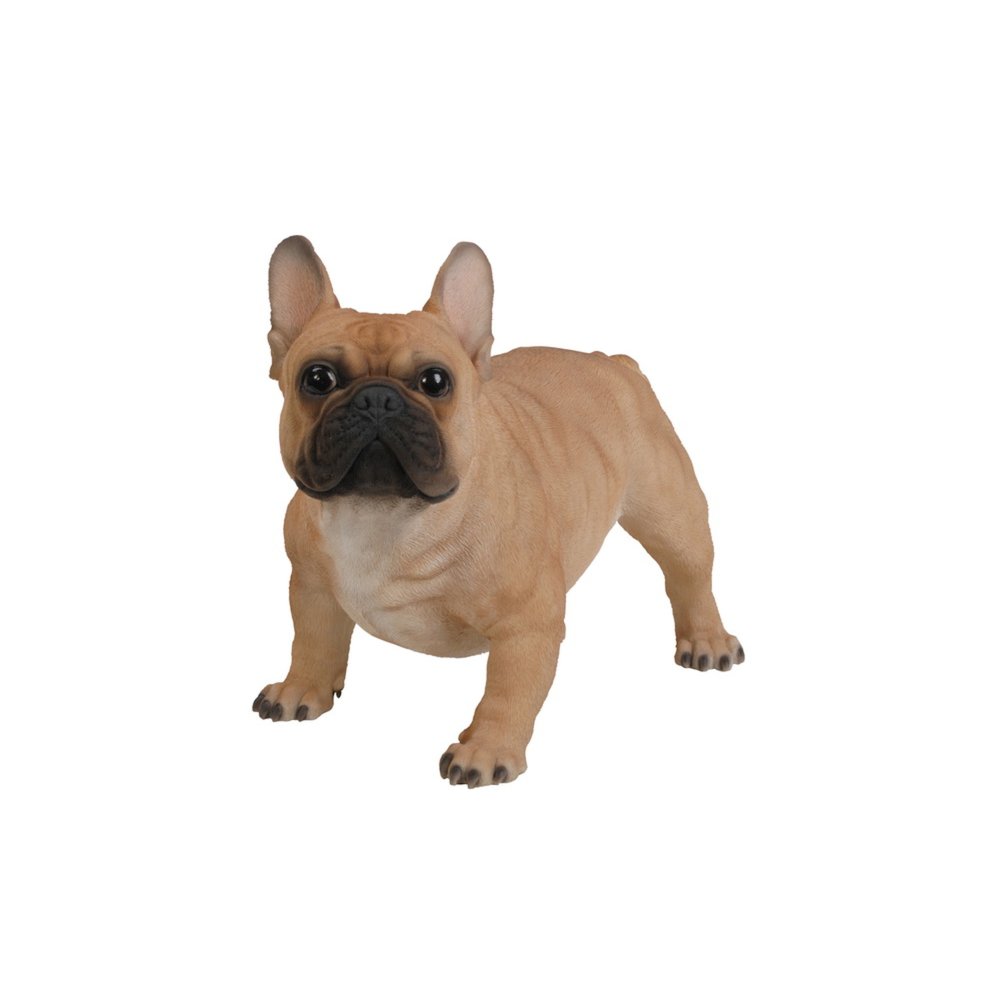 Large French Bull. Picture 3