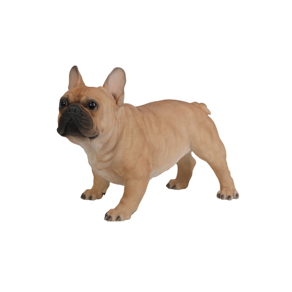 Large French Bull. Picture 2