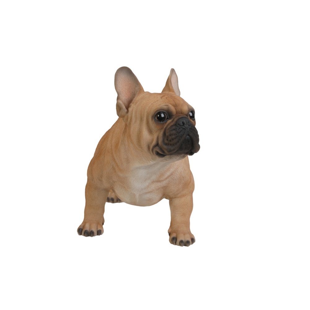 Large French Bull. Picture 5