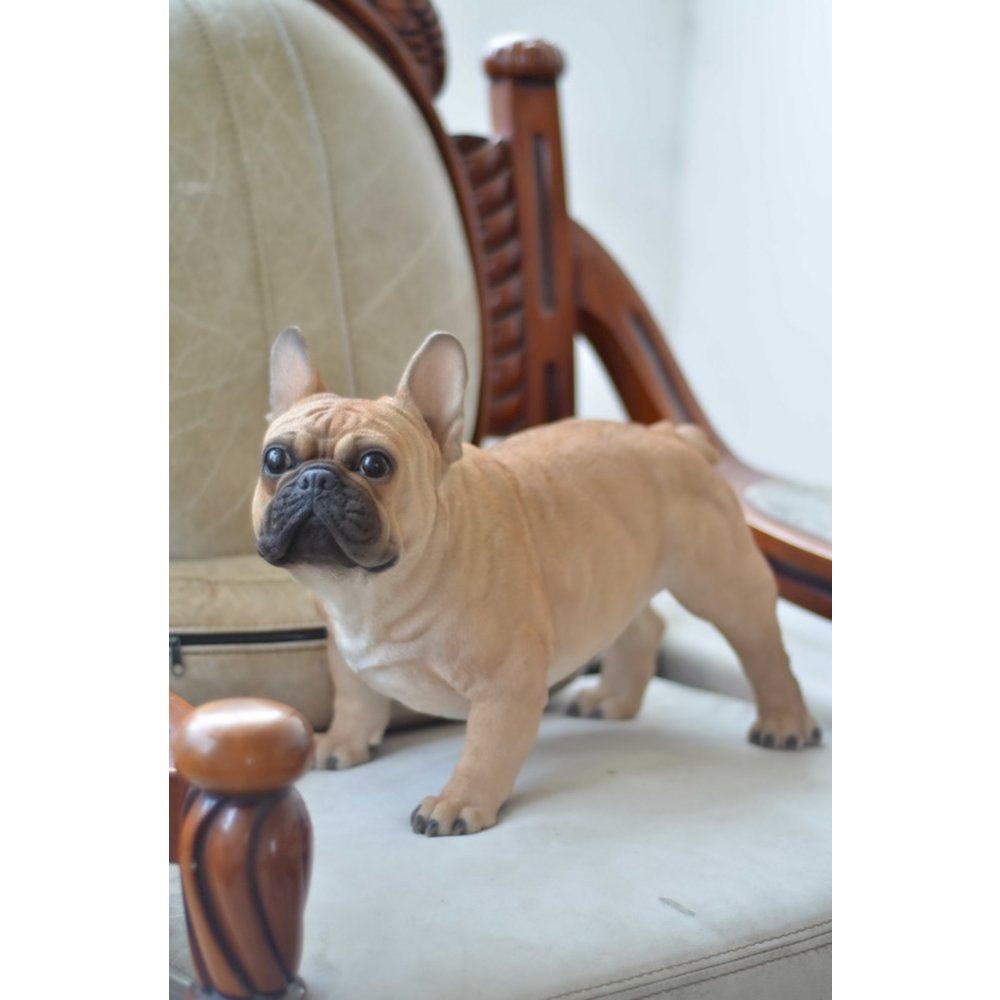 Large French Bull. Picture 4