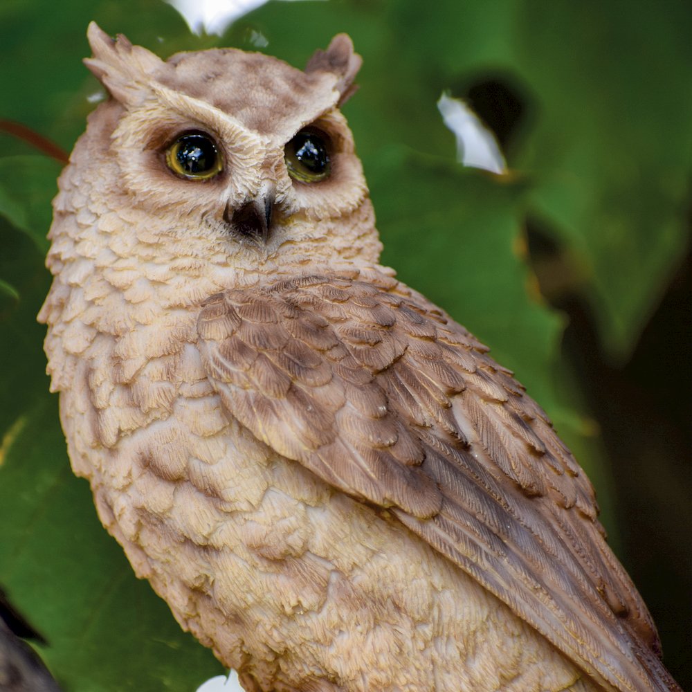 Small Screech Owl On Stump. Picture 6