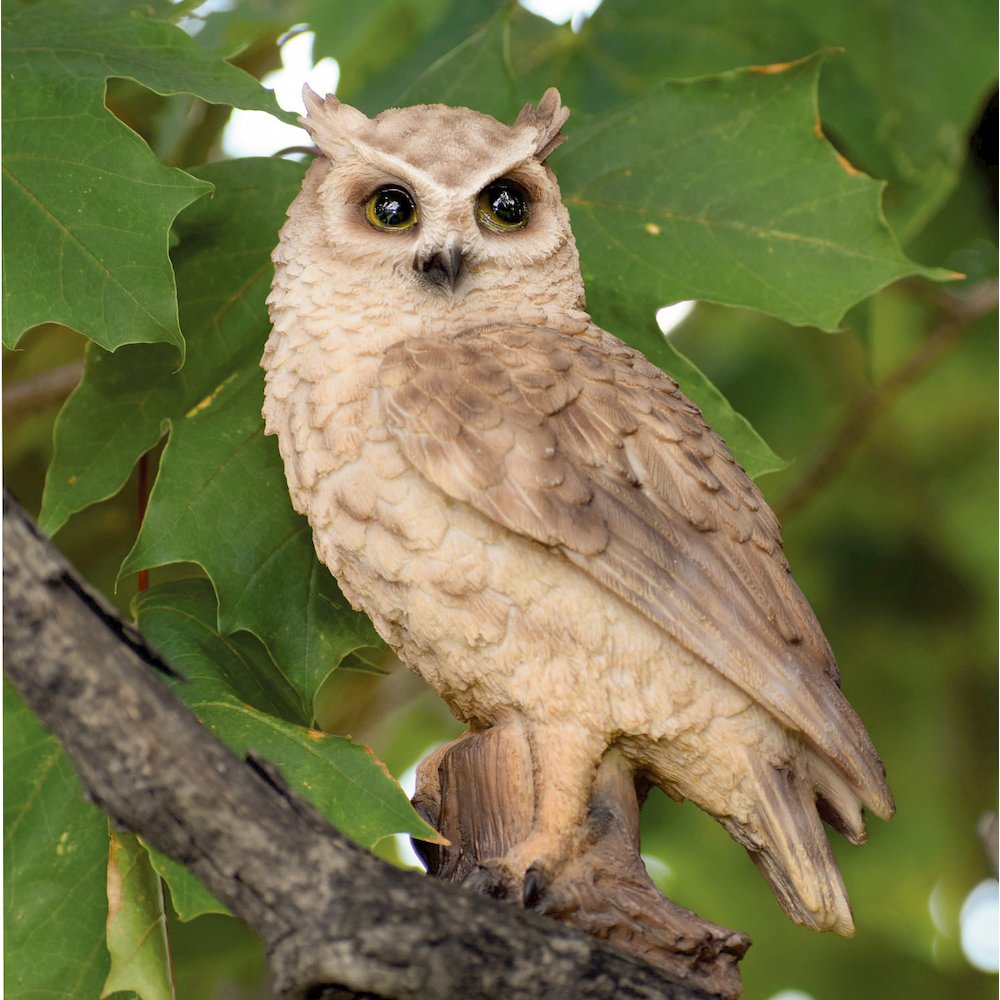 Small Screech Owl On Stump. Picture 7