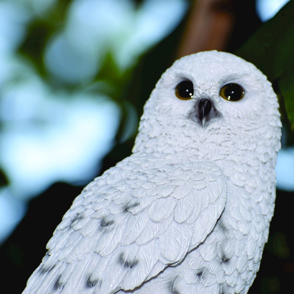 Small Snowy Owl On Stump. Picture 2