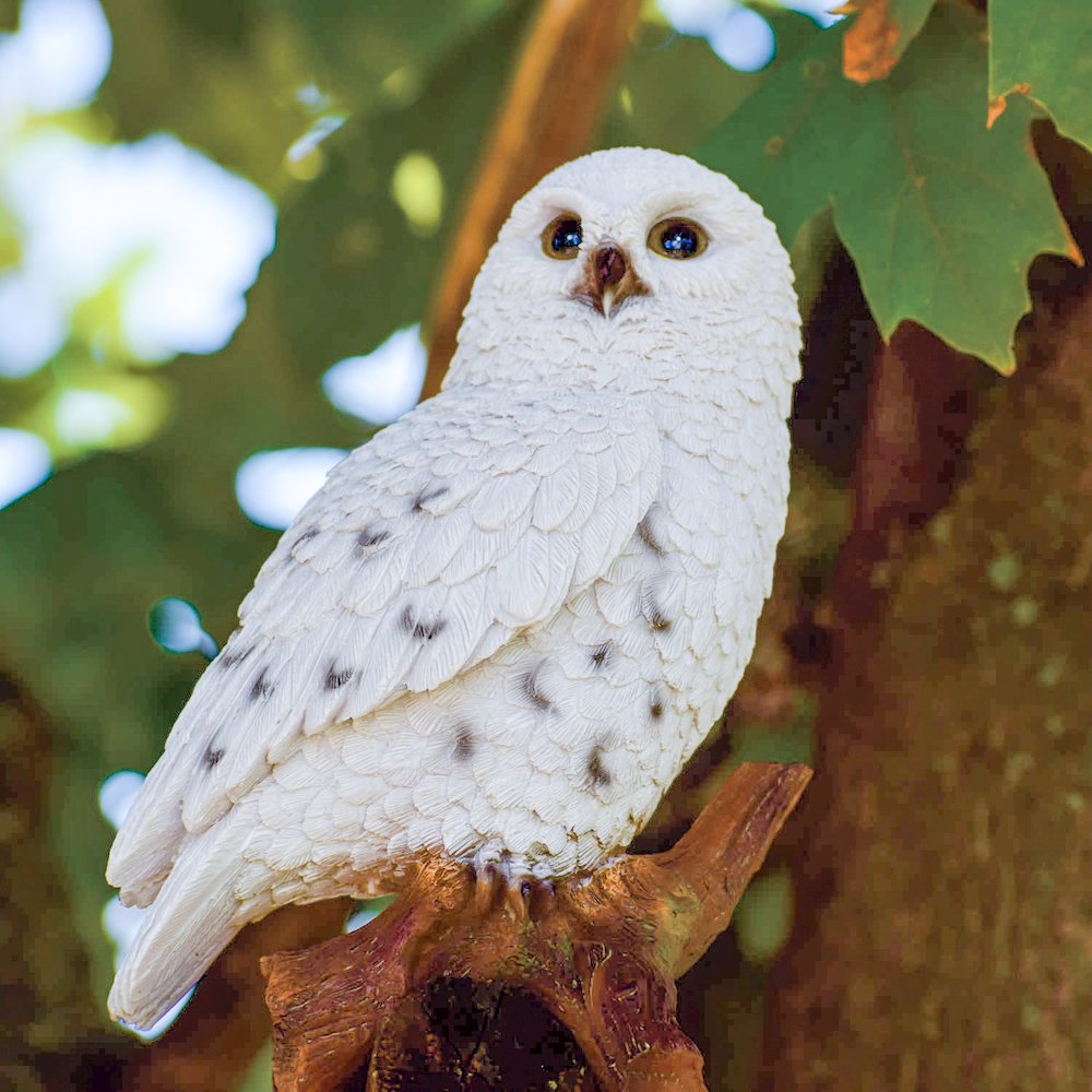 Small Snowy Owl On Stump. Picture 6