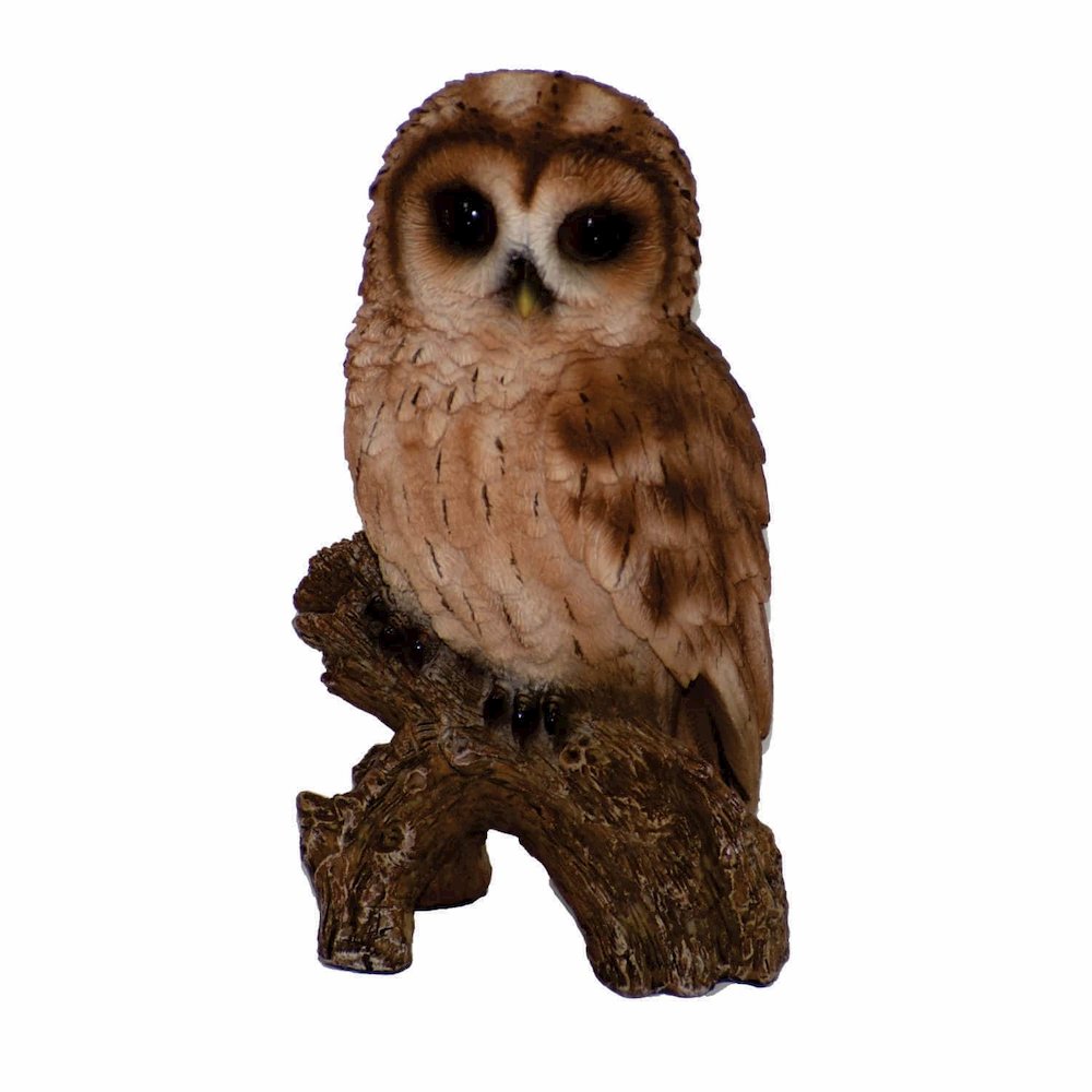 Small Tawny Owl On Stump. Picture 2