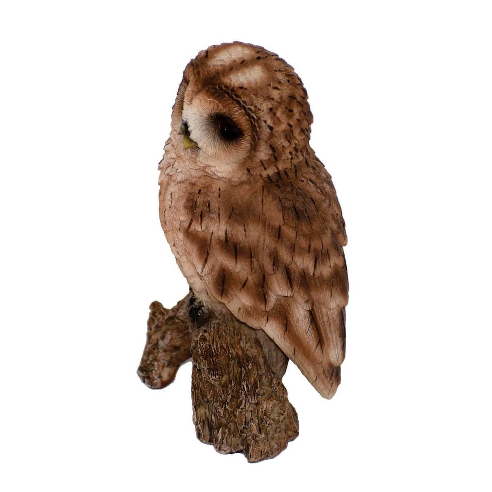 Small Tawny Owl On Stump. Picture 3