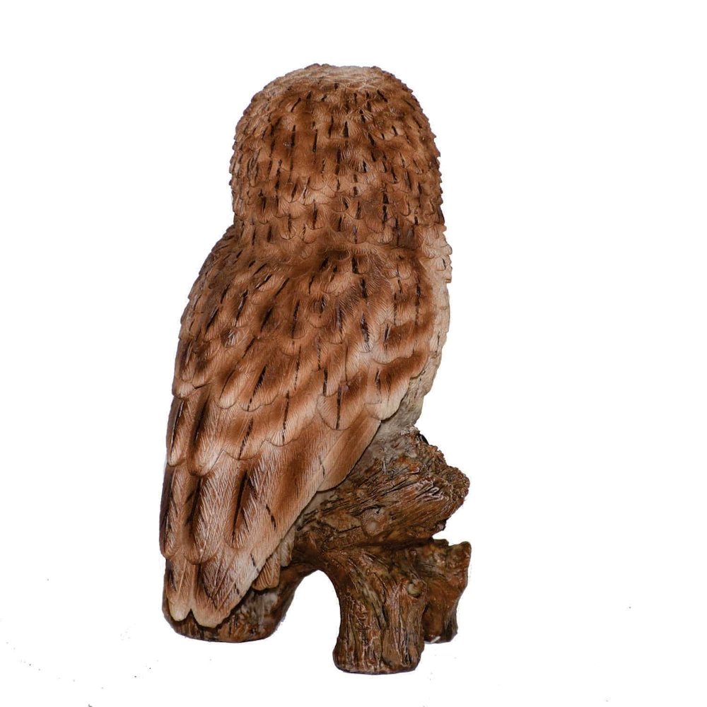 Small Tawny Owl On Stump. Picture 4