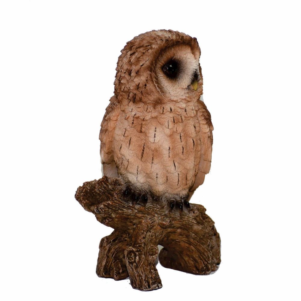 Small Tawny Owl On Stump. Picture 1