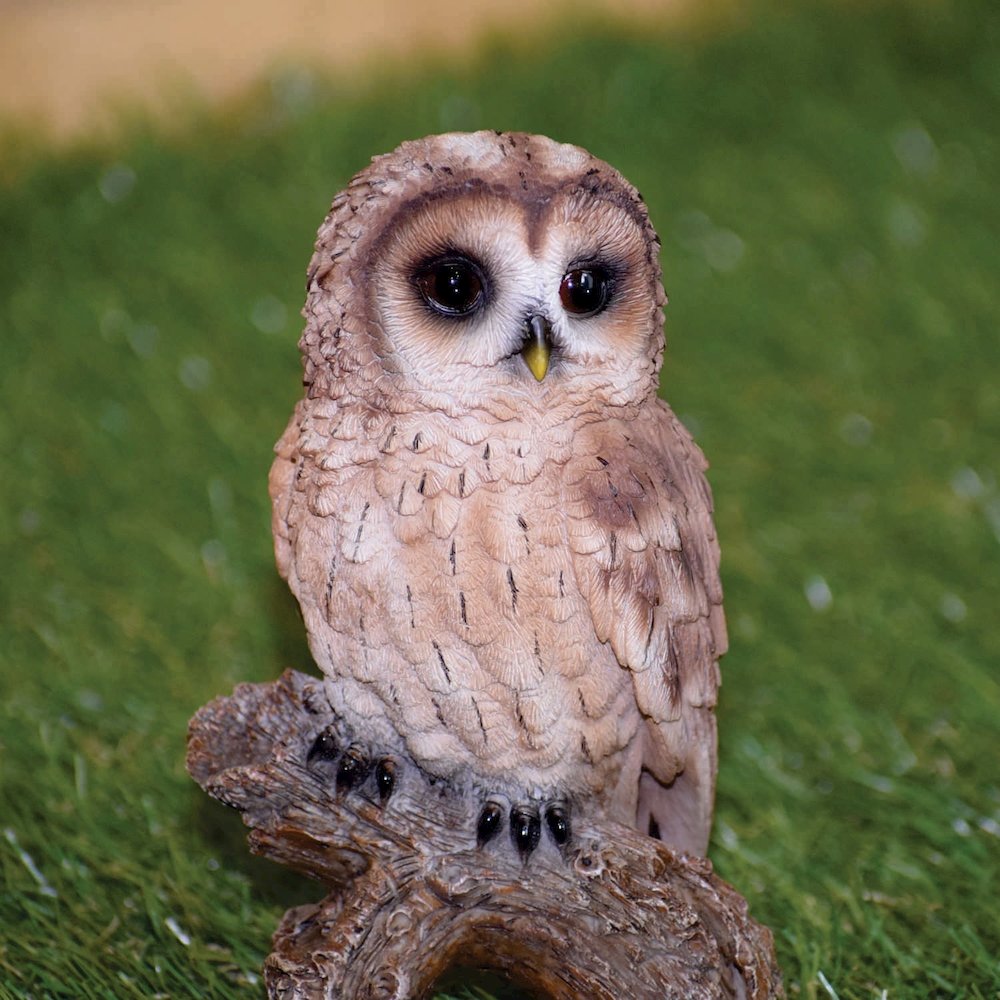 Small Tawny Owl On Stump. Picture 5