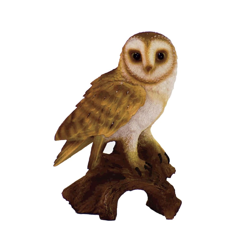 Small Barn Owl On Stump. Picture 2