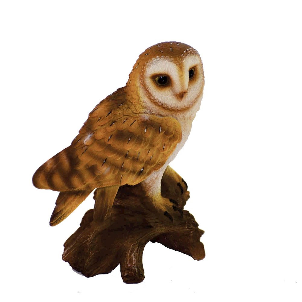 Small Barn Owl On Stump. Picture 1