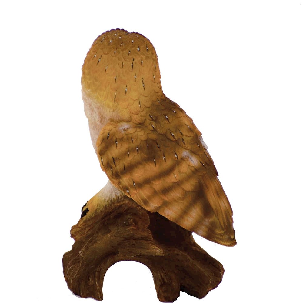 Small Barn Owl On Stump. Picture 4