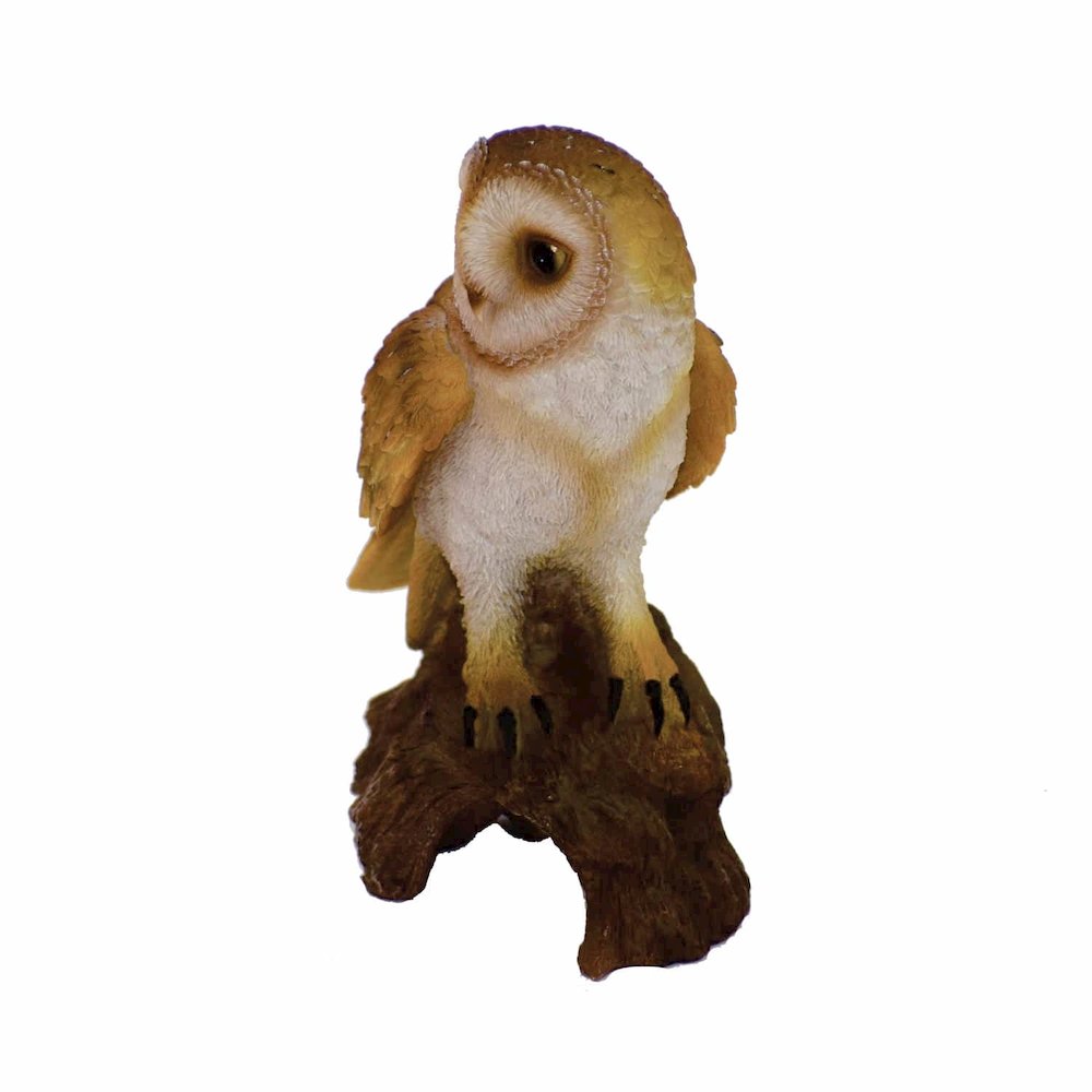 Small Barn Owl On Stump. Picture 3