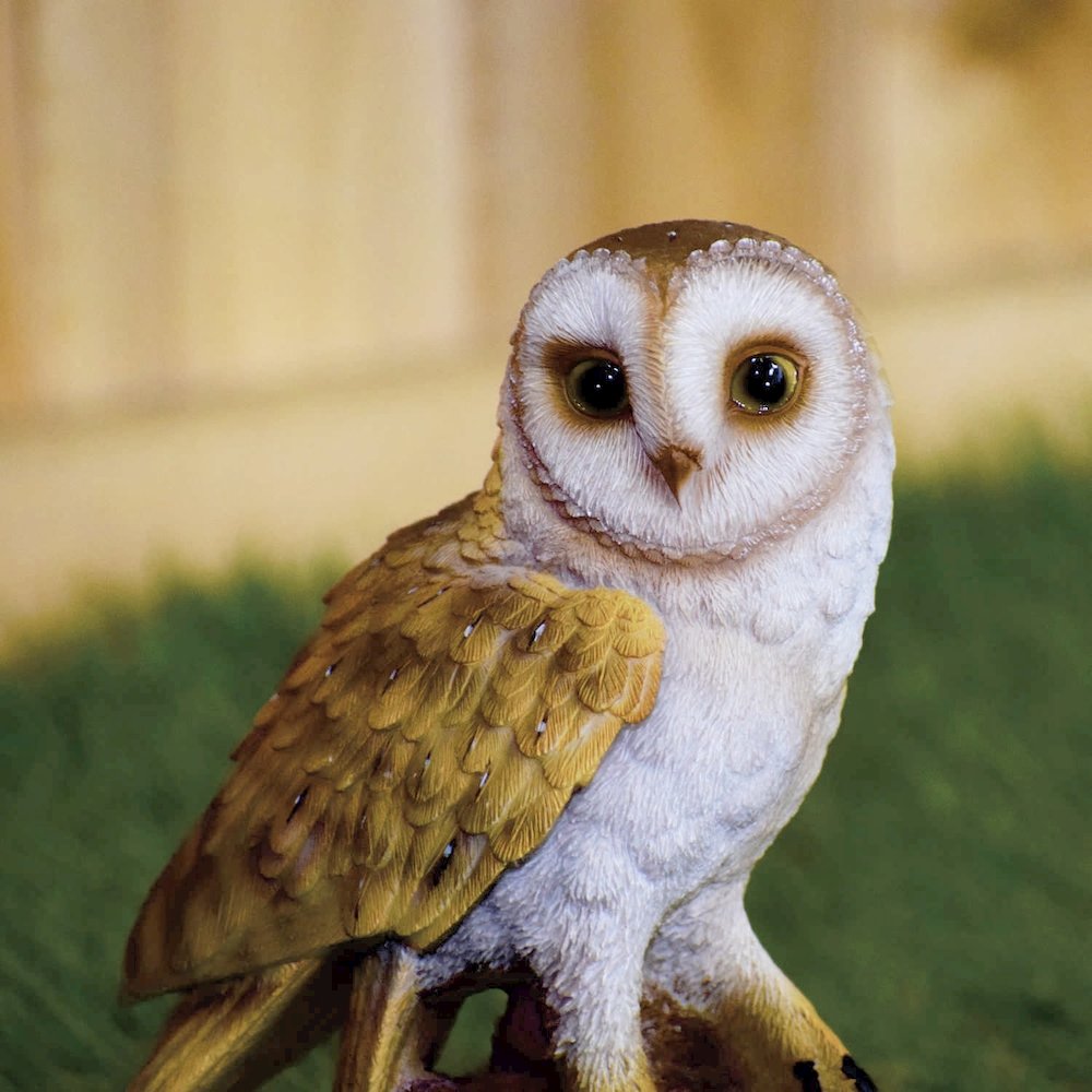 Small Barn Owl On Stump. Picture 5
