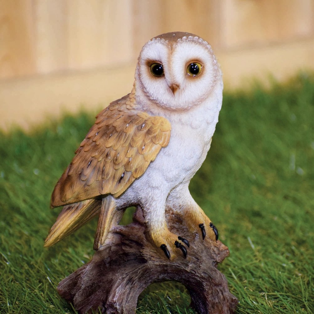 Small Barn Owl On Stump. Picture 6