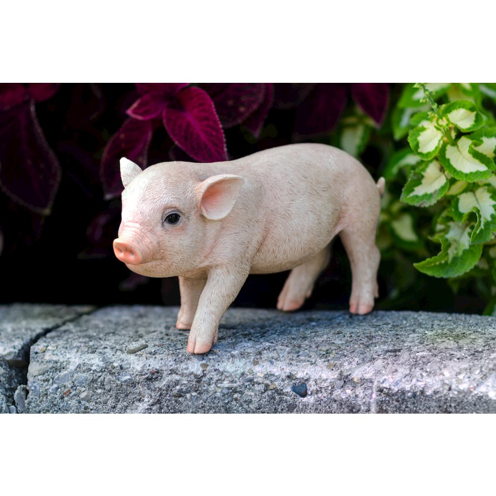 Standing Baby Pig. Picture 5