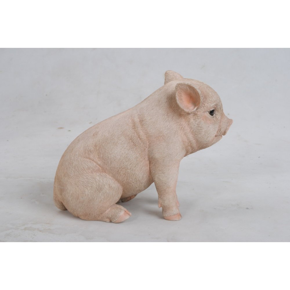 Sitting Baby Pig. Picture 4