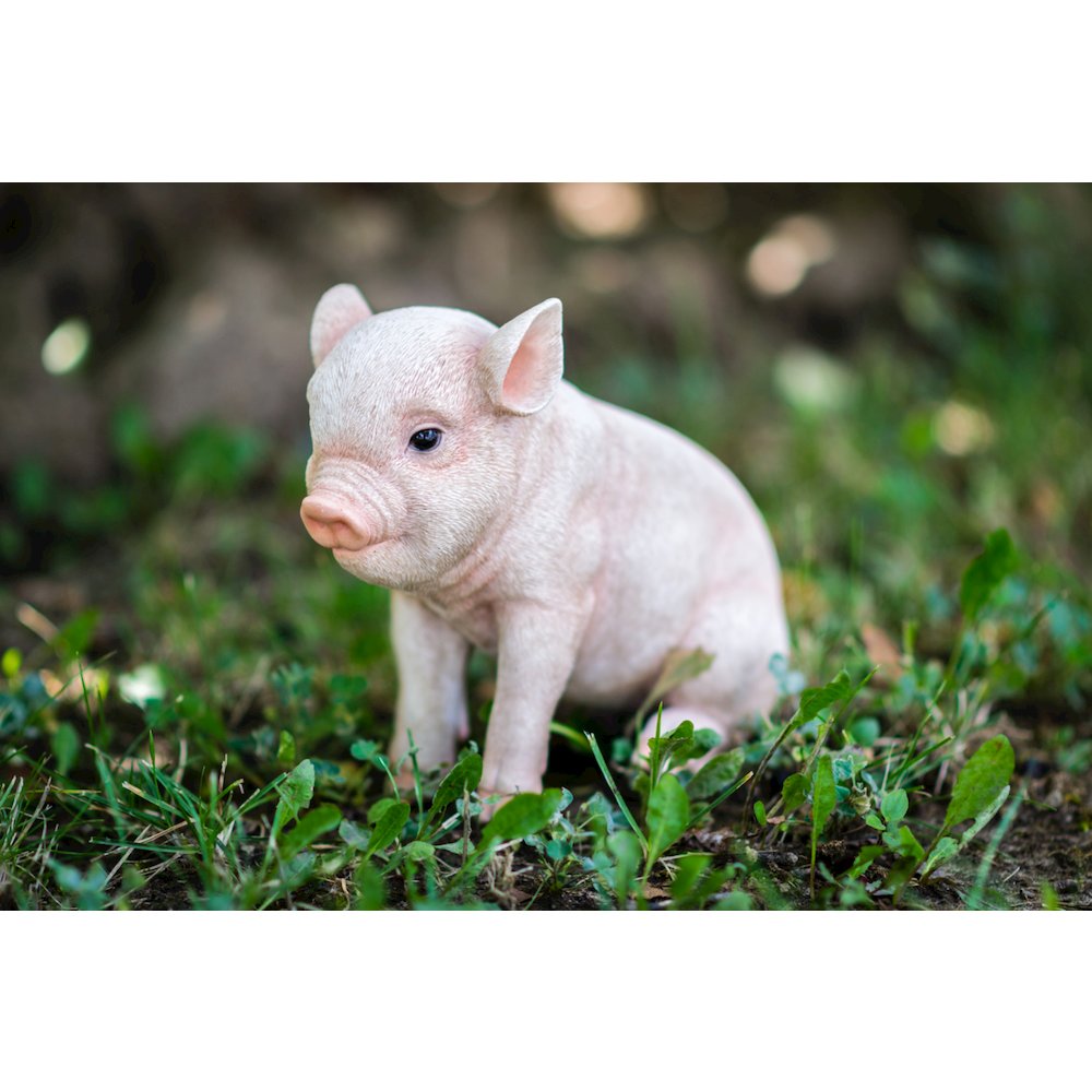 Sitting Baby Pig. Picture 5