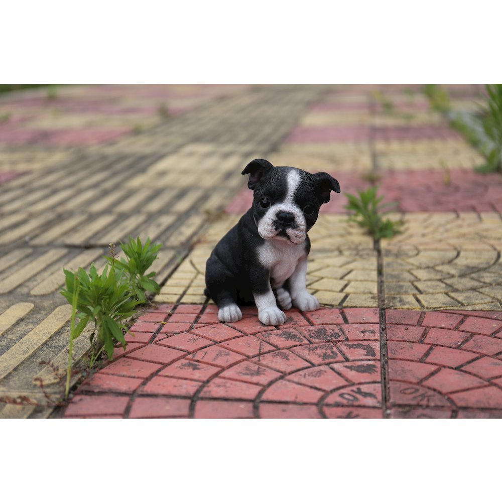 Boston Terrier Puppy Statue. Picture 6