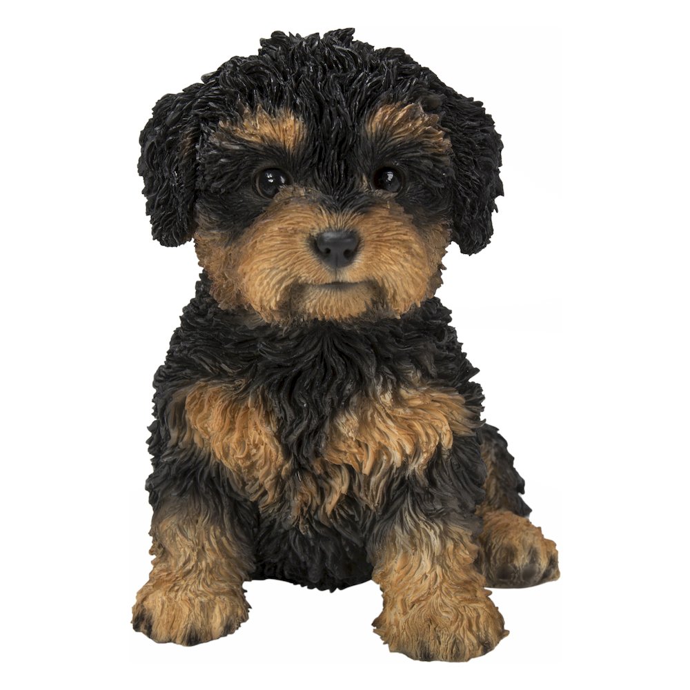 Baby Cavapoo Black & Tan. Picture 2