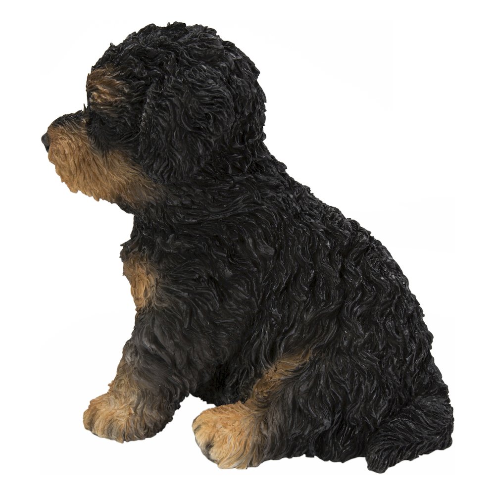 Baby Cavapoo Black & Tan. Picture 3