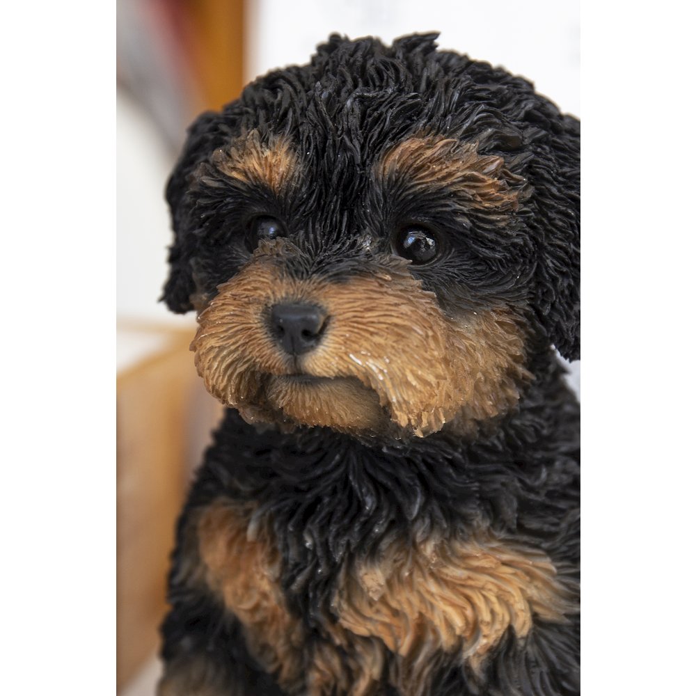 Baby Cavapoo Black & Tan. Picture 5