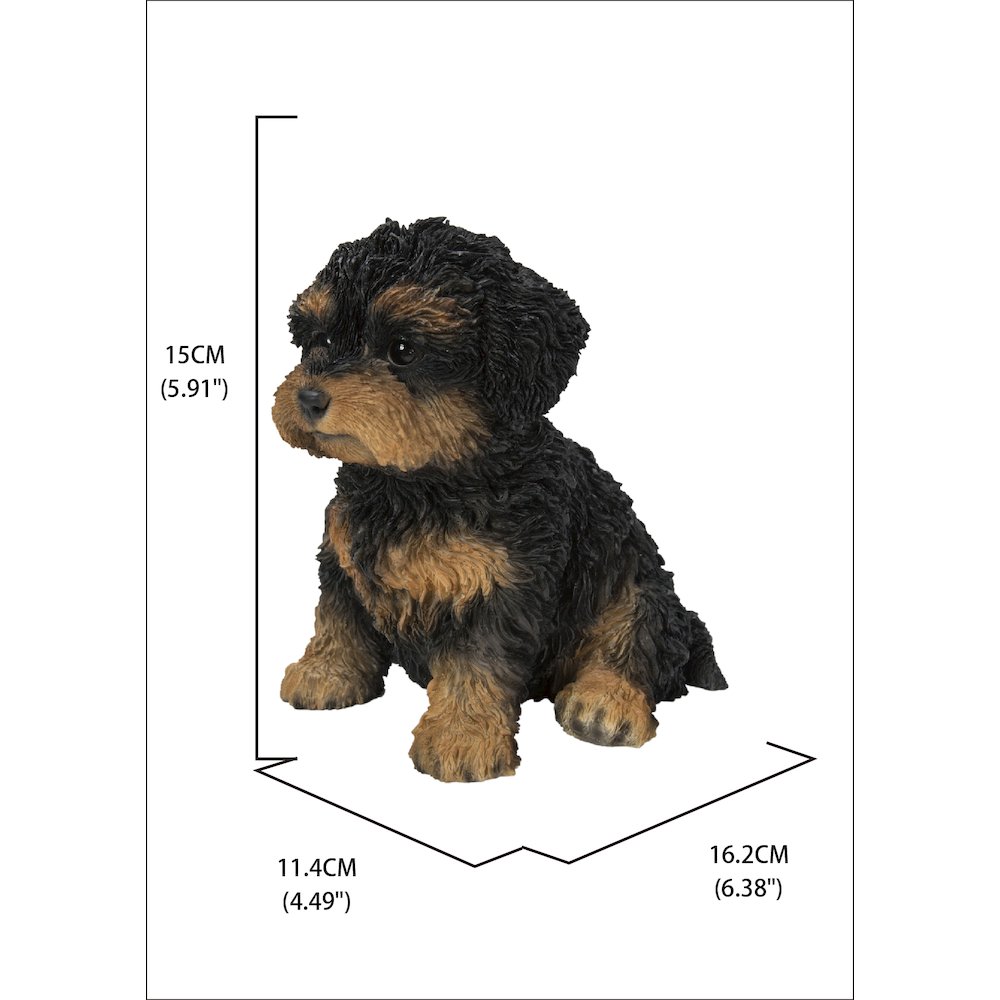 Baby Cavapoo Black & Tan. Picture 6