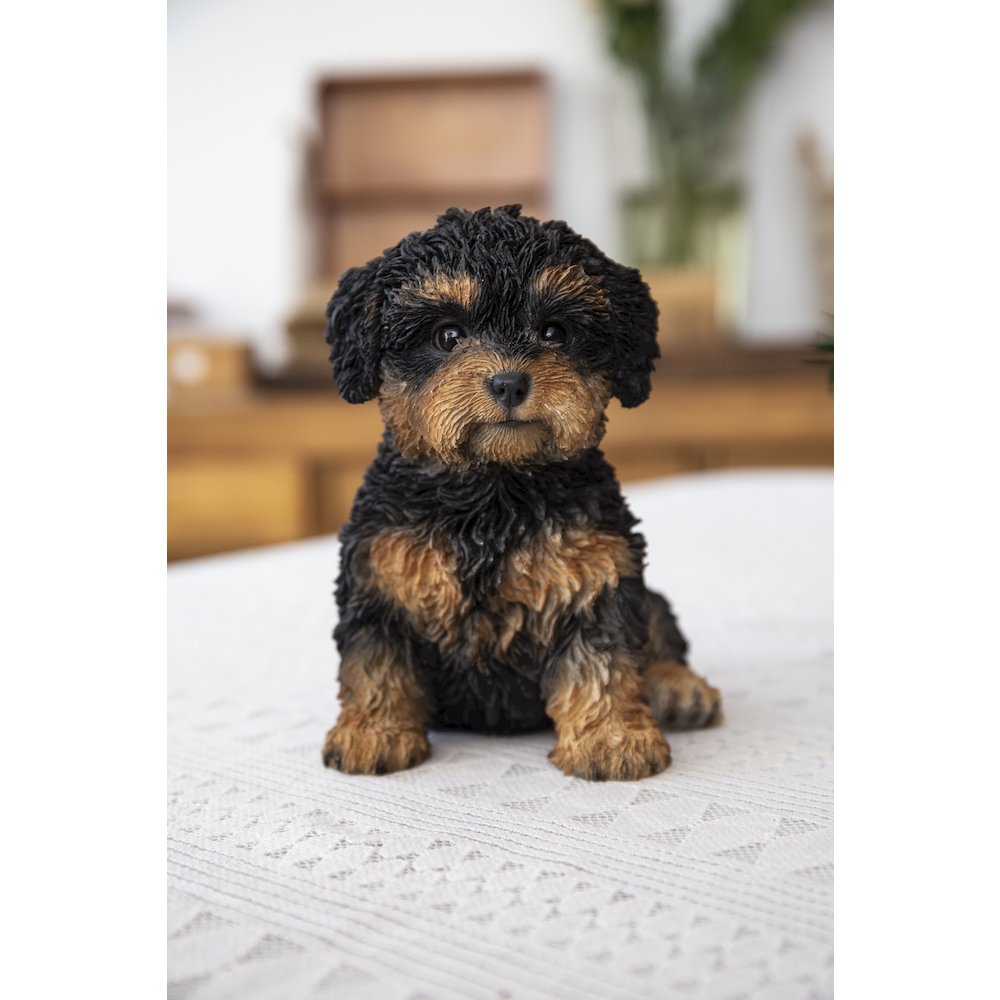 Baby Cavapoo Black & Tan. Picture 7